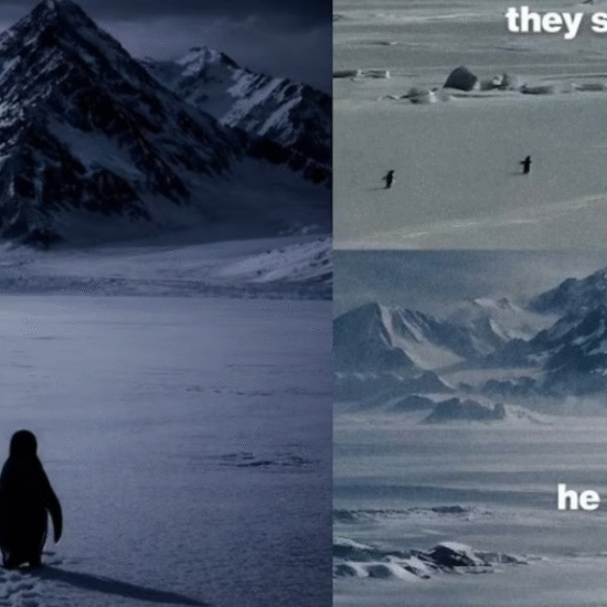 penguin Walking Video