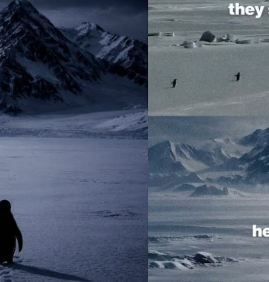 penguin Walking Video