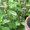 Sabja Seeds Benefits