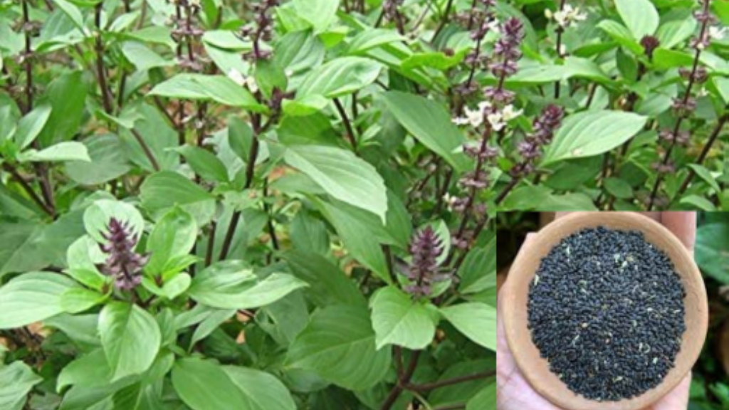 Sabja Seeds Benefits